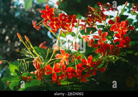 Mandevilla, Rocktrompet-Blüten mit fünf rosa Blütenblättern und gelb in der Mitte in Blüte, die von Sonnenlicht im Garten beleuchtet wird. Low-Angle-Ansicht. Stockfoto