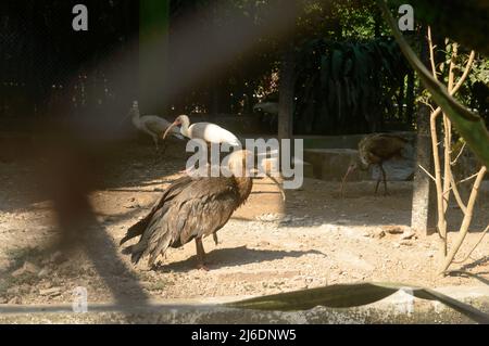 Scharlachroter Ibis (Eudocimus ruber) Jugendlicher langer, watender Vogel mit aschbraunen Federn. Nahaufnahme. Stockfoto