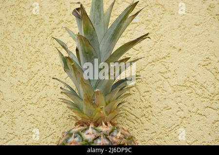 Reife Ananas mit grünen Blättern auf gelber Textur. Stockfoto