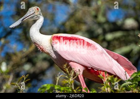 Wilder Rosenkohl (Platalea ajaja), der auf einem Baumglied in der Watvögel-Wildkolonie auf der St. Augustine Alligator Farm in Florida thront. (USA) Stockfoto