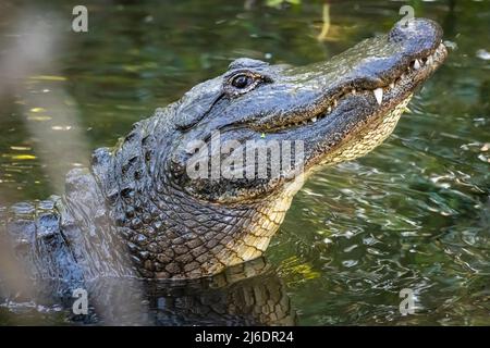Amerikanischer Alligator (Alligator mississippiensis), der seinen Kopf beim Bellen im Zoologischen Park der St. Augustine Alligator Farm in St. Augustine, FL, hebt. Stockfoto