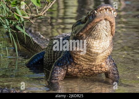 Amerikanischer Alligator (Alligator mississippiensis), der seinen Kopf beim Bellen im Zoologischen Park der St. Augustine Alligator Farm in St. Augustine, FL, hebt. Stockfoto