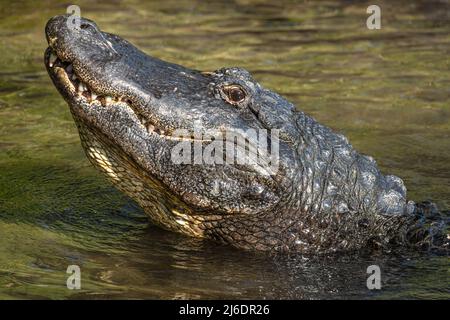 Amerikanischer Alligator (Alligator mississippiensis), der seinen Kopf beim Bellen im Zoologischen Park der St. Augustine Alligator Farm in St. Augustine, FL, hebt. Stockfoto