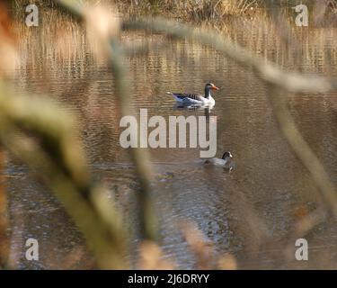 Graugans (Anser anser) und Eurasischer Ruß (Fulica atra) schwimmen auf dem See. Stockfoto