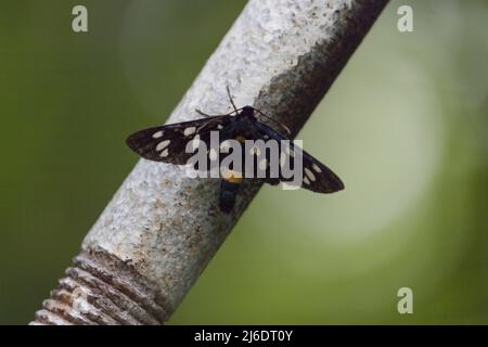 Grüner Hintergrund und Syntomis phegea, ein schwarzer Schmetterling mit weißen Punkten auf den Flügeln, sitzt auf dem Gras. Neunfleckiger Motte oder gelber burnett, Ama Stockfoto