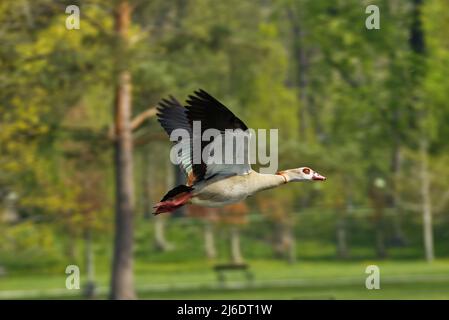 Ägyptische Gans, Alopochen aegyptiaca, die im Königlichen Wildreservat in Prag, Tschechische Republik, über den See fliegt. Stockfoto