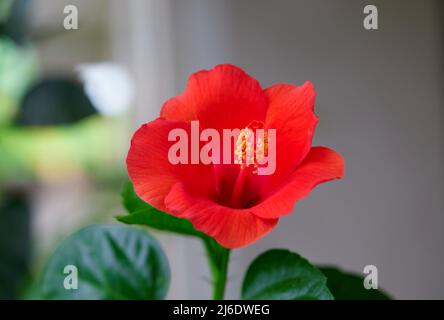 Rote Hibiskusblüte im Garten Stockfoto
