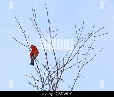 Bunte männliche Papageienkreuzschnabel (Loxia pytyopsittacus) beobachten neugierig. Stockfoto