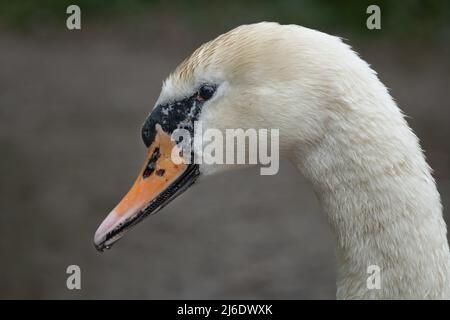 Ein sehr nahes Foto eines stummen Schwans, Cygnus olor, zeigt im Detail nur den Kopf und einen kleinen Teil des Halses Stockfoto