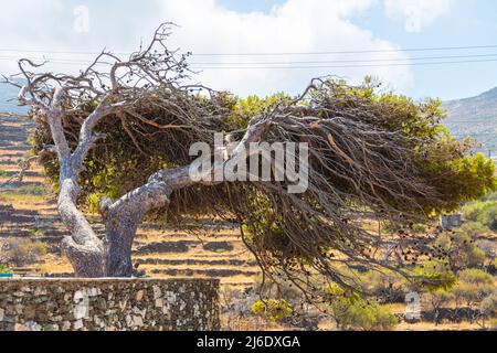 Baum, der vom starken Meereswind auf der Insel Tinos gebeugt wird. Alter fauler Baum biegt sich im Wind des manchmal rauen, stürmischen Mittelmeers. Der Cyclacycling Stockfoto