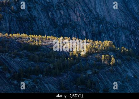 Wunderschöne Landschaft mit steilen Berghängen und Pinien im letzten Abendlicht in Nissedal, Telemark, Norwegen, Skandinavien. Stockfoto