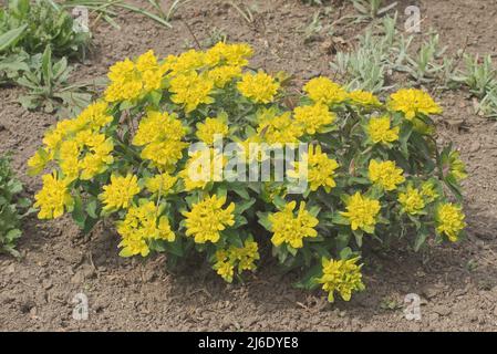 Die Ephorbia epithymoides, die Kissenspurge, gelb blühende Art der Pflanze aus der Familie der Ephorbiaceae, ein kompakter, klumpenbildender, krautiger pere Stockfoto