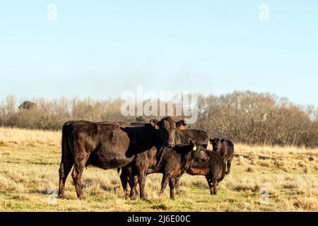 Kommerzielle Angus-Rindfleischkühe und -Kälber auf einer Winterweide im März im Zentrum von Alabama. Stockfoto