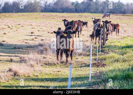 Angus-Mischkalb blickt neugierig auf die Kamera, während er neben einem elektrischen Zaun steht und andere Herdenmitglieder hinter unscharf sind. Stockfoto