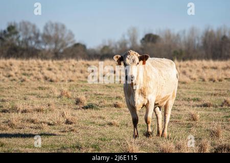 Kommerzielle Charolais Kuh auf einer Winterweide im Zentrum von Alabama mit negativem Raum. Stockfoto