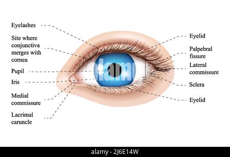 Abbildung der Anatomie des menschlichen Auges. Teile des Auges, beschriftet Vektor-Illustration Diagramm. Augenlid, Wimpern, Pupille, Tränendrüse und andere anatomische p Stock Vektor