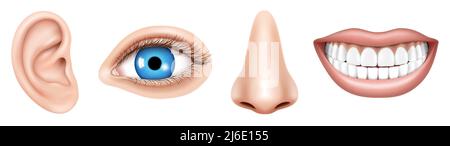 Realistische menschliche Gesichtsteile oder Sinnesorgane eingestellt. Körperteile Auge, Ohr, Nase, Lip Vector isoliert. Pädagogische Anatomie visuelle Hilfe Poster Vorlage.Mensch Stock Vektor