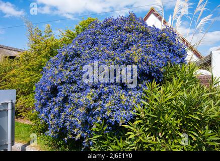 Kalifornischer Flieder (Ceanothus), ein Busch mit blauen Blüten, der im Frühjahr in West Sussex, England, Großbritannien wächst. Stockfoto