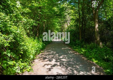 Langer, gerader öffentlicher Fußweg durch Bäume im Frühjahr, der entlang der Anggering-Umgehungsstraße A280 in West Sussex, England, Großbritannien, verläuft. Stockfoto