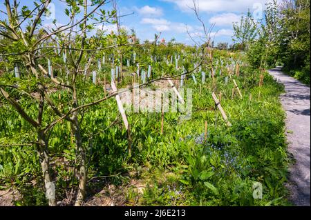 Neu gepflanzte Baumknödel mit Baumwächtern zum Schutz der neuen Bäume während des Wachstums, im Frühjahr in Großbritannien. Stockfoto