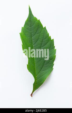 Grünes Blatt wilder Trauben auf weißem Hintergrund. Naturkonzept. Stockfoto