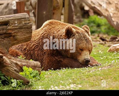 europäischer Braunbär schläft auf der Frühlingswiese, entspannende Tiere in der Natur, aus nächster Nähe Stockfoto