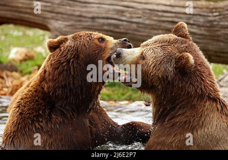 Zwei europäische Braunbären kämpfen im Wasser, Nahaufnahme Stockfoto