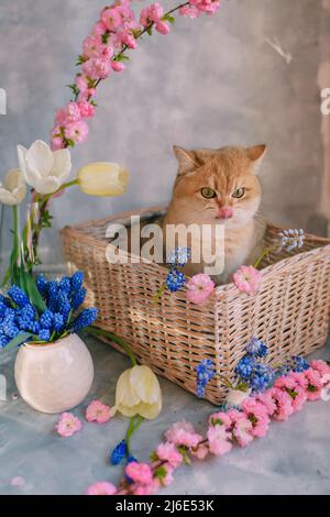 Heimische rote Katze in einem Korb mit Blumen auf grauem Hintergrund Stockfoto