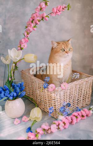 Heimische rote Katze in einem Korb mit Blumen auf grauem Hintergrund Stockfoto