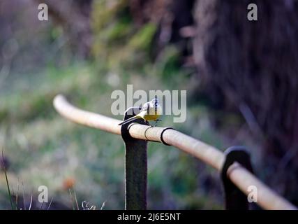 Graue Bachstelze, die auf einem rostenden Eisengeländer thront Stockfoto