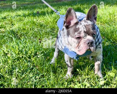 Hund Französisch Bulldogge im Mantel auf dem Gras in der Nähe, brindelblau mit den Augen andere Farbe. Stockfoto