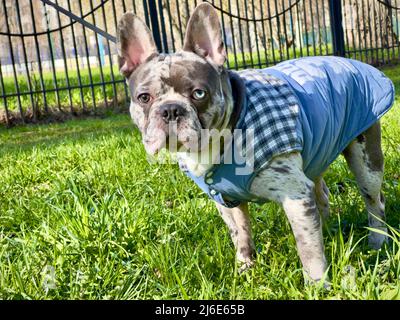 Hund Französisch Bulldogge im Mantel auf dem Gras in der Nähe des Zauns, brindelblau mit den Augen andere Farbe. Stockfoto