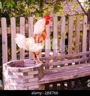 Der Hahn macht eine Morgenkrähe auf einer Farm in Sussex Stockfoto