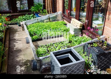 Samenschalen mit jungen Pflanzen in einem kalten Rahmen aus Hacken, improvisiert aus Holzlatten und Luftpolsterfolie auf einer Terrasse in einem Garten. Stockfoto