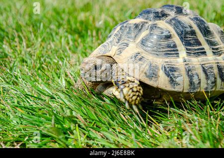 Eine Hermann-Schildkröte, die draußen auf einer Gartenwiese spazieren geht. Stockfoto