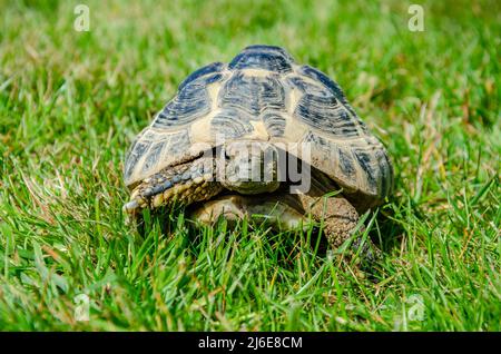 Eine Hermann-Schildkröte, die draußen auf einer Gartenwiese spazieren geht. Stockfoto