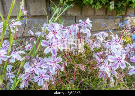 Moos phlox oder Phlox subulata L wächst in einem Garten und blüht mit weißen und rosa Blüten. Stockfoto