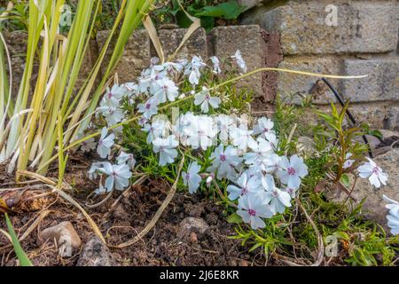 Moos phlox oder Phlox subulata L wächst in einem Garten und blüht mit weißen Blüten. Stockfoto