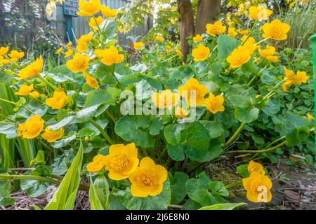 Caltha palustris, bekannt als Sumpf-Ringelblume und Königspferl, wächst in einem Garten und blüht mit gelben Blüten. Stockfoto