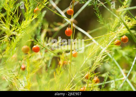Spargelpflanze mit Beeren, die in der Natur wachsen Stockfoto