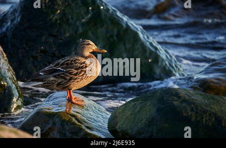 Die Mallard-Ente oder Wildente (Anas platyrhynchos), Weibchen ruht hinter der Steinmauer des Lake Michigan Stockfoto