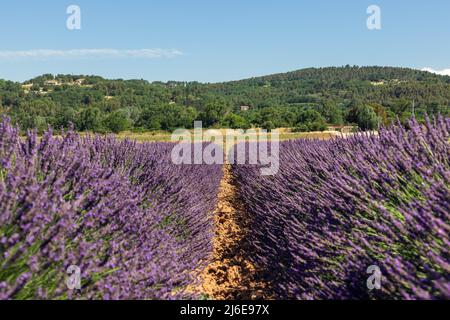 Dichte, violette Reihen von Lavendelbüschen mit jungen grünen Stielen, hinter grünen Laubwäldern unter dem klaren blauen Himmel der Provence, Vaucluse, Frankreich Stockfoto