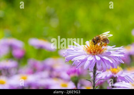 Nahaufnahme der Honigbiene auf einer kleinen Asterblume. Sommergarten, Blütezeit. Warme Farben. Stockfoto