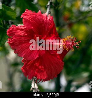 Roter Hibiscus rosa-siniensis Stockfoto