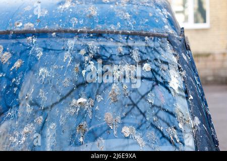 Autoglas mit Vogelkot befleckt. Hochwertige Fotos Stockfoto