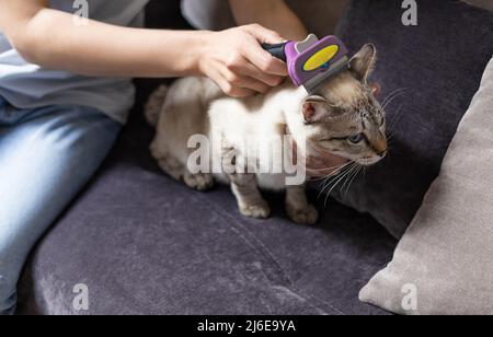 Frau kämmt grau gestromte Katze mit Pinsel Stockfoto