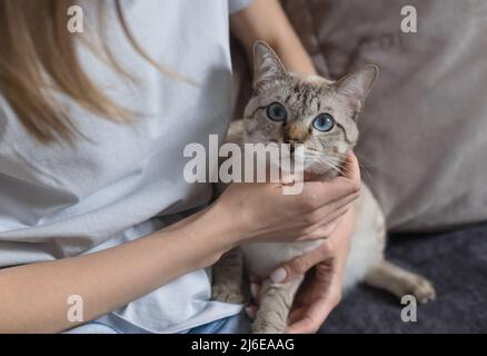 Frau, die zu Hause mit einer Katze auf dem Sofa sitzt Stockfoto