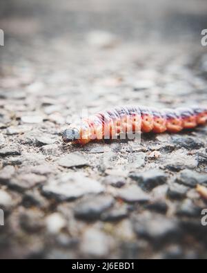 Eine Raupe findet ihren Weg. Hochwertige Fotos Stockfoto
