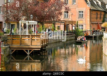 Colmar, Frankreich - April 2022: Touristen in einem kleinen Boot auf dem Kanal, der durch die Stadt führt, mit einem Schwan im Vordergrund Stockfoto