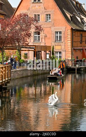 Colmar, Frankreich - April 2022: Touristen in einem kleinen Boot auf dem Kanal, der durch die Stadt führt, mit einem Schwan im Vordergrund Stockfoto